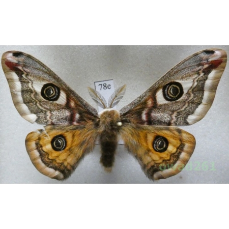 Saturnia pavonia (Linnaeus, 1758) male Poland78e
